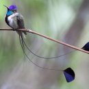 【마블러스 스파튤테일 벌새(Marvelous Spatuletail Hummingbird)】 이미지