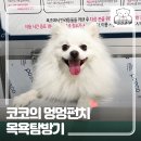 멍멍펀치 이미지