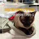 Dr.JK 동물병원 | 펫큐어레이 커버-Q 공동구매, 고양이 찐따 첫 사용 후기