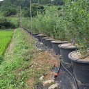 싸리목장 이미지