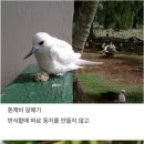 대충 사는 흰제비 갈매기의 습성 이미지