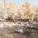 은행나무마을 이미지