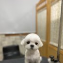 개털깎는집 이미지