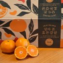 한농수산 | 제주감귤택배 비상한농수산 산지직송 효돈 타이벡감귤5kg