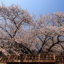 화개십리벚꽃길 이미지