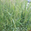 보성녹차골휴게소 이미지