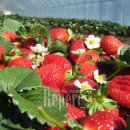 성미농장 이미지