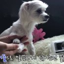 오거닉펫케어