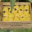 우아한이웃 | 우아한 과일에서 즐긴 생망고 듬뿍 망고빙수 솔직 후기 | 강남역 카페, 강남역 근처카페,역삼동 카페