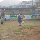 노블레스 독 이미지