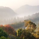 소나무를 품다 이미지