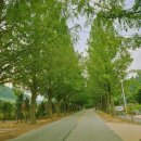 부귀 메타세쿼이아길 이미지