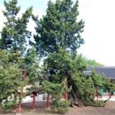 모심-2019 | 궁궐의 역사