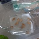 안해님농장 이미지