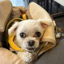 대복포차 이미지