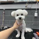 크리스타일 이미지
