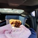 포동이농장 이미지