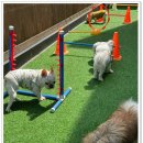 댕구르 | 부산애견유치원 : 우리 아이가 행복해하는 곳, 최고의 댕구르애견유치원 이용 후기!