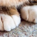 꾹꾹이 하는 고양이(kneading cats) 이미지