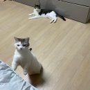 고양이 사료 추천 알모네이쳐 기호성 좋은 사료