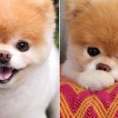 우리들의 댕댕이 이미지