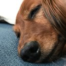 아이튼튼 동물병원 이미지