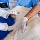 이오동물병원 이미지