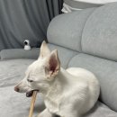 수제간식맛집 이미지