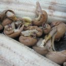 우진장어 이미지