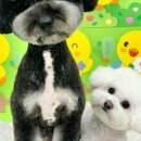 애견미용실 몽 이미지