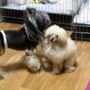 로이네 애견호텔 이미지