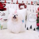 꼬꼬마슈슈 이미지