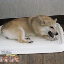 애견호텔 이미지