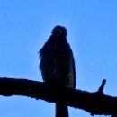 ■ 직박구리(Brown-eared bulbul) 이미지