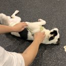 꽃길걷개 이미지