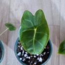 더키메디 이미지