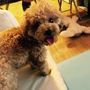 핫!Dog | /복스 헤어/voxhair/뽀뽀/푸들/일상/미용후기