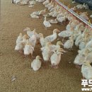 동우식품