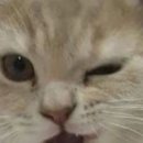 궁전본가 이미지