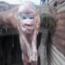 돼지세끼 이미지