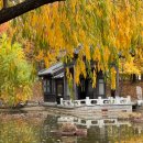 수원-1820 | 서울 근교 단풍 명소, 수원 효원공원 월화원 가을 나들이 추천