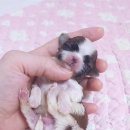 루시드 리엔 이미지