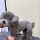 도그마 펫살롱 이미지