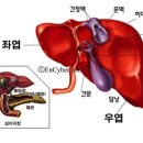 간에 좋은 약초. - 이미지