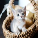 수원고양이분양 나비캣 이미지