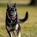 메이저독 이미지