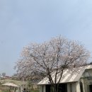 한아름애견 네이버블로그