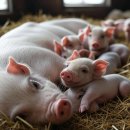 이젠축산 이미지