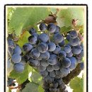 (주)제이엠바이오 - 남양주시 | <France Wine-도멘 생 뱅상 뱅소브레 2011 (Domaine St. Vincent Vinsobres 2011)>