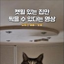 인터스텔라 고양이 버전 이미지